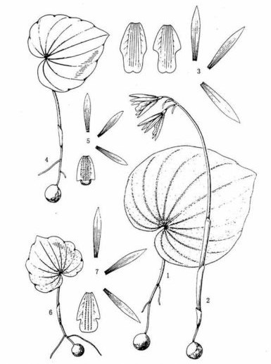 广布芋兰(nervilia aragoana gaud.