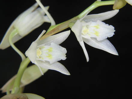 疏茎贝母兰(coelogyne suaveolens (lindl. ))