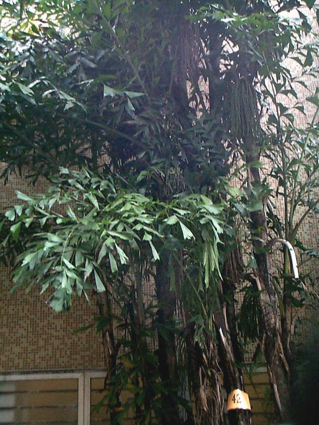 鱼尾葵(caryota ochlandra hance)