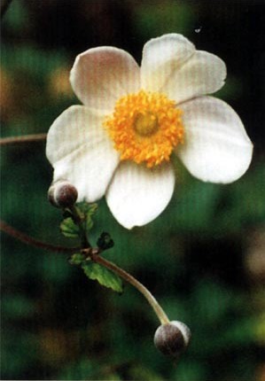 野棉花（Anemone&nbsp;ritifolia&nbsp;Buch.-Ham.ex.DC.　）