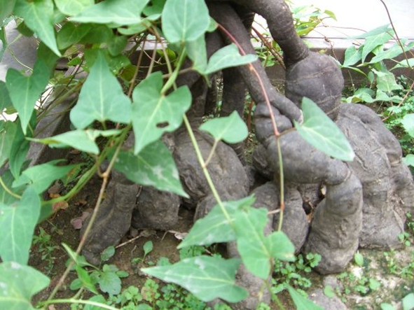 何首乌栽管理技术