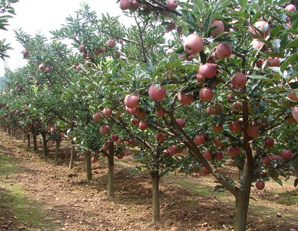苹果的种植方法与技术 2012121310202282.jpg