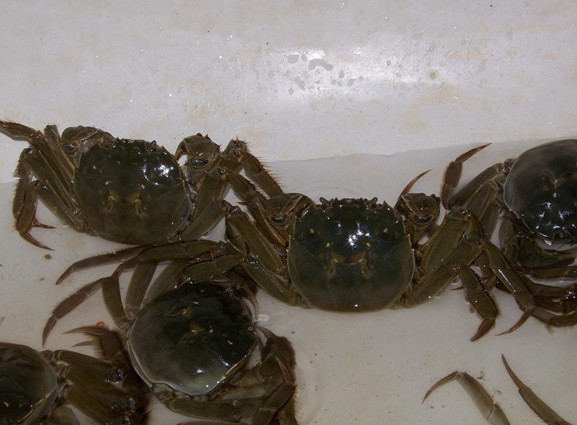 冬季河蟹的死因及预防
