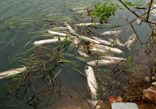 池塘养鱼突发死鱼成因及防范