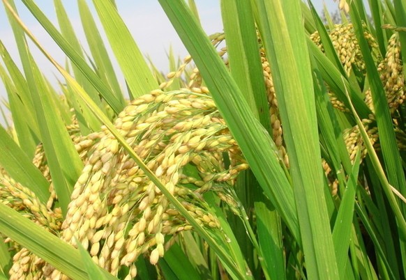 水稻白叶枯病防治方法