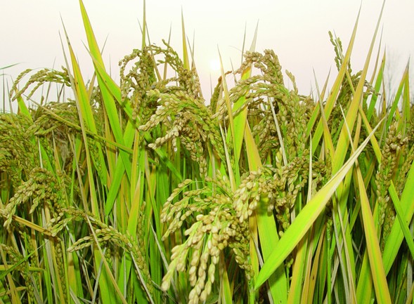 水稻病虫草害的无公害防治