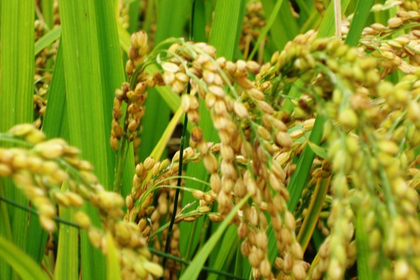 水稻赤枯病的发生与防治方法