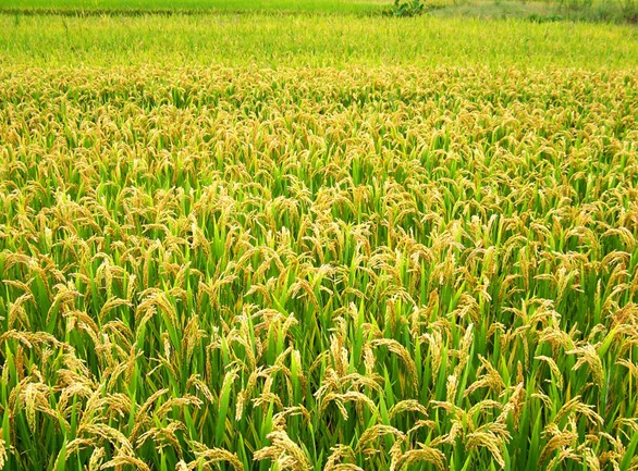 水稻烂秧及防治对策