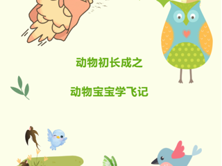 【视界探知】第41期——动物宝宝学飞记