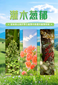 文化惠民·每周一展丨灌木界“全能选手”图鉴
