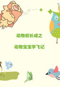 【视界探知】第41期——动物宝宝学飞记